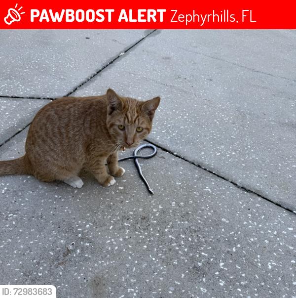Lost Female Cat last seen Gall blvd, Zephyrhills, FL 33541