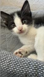Lost Male Cat last seen Near norms, Muscoy, CA 92407