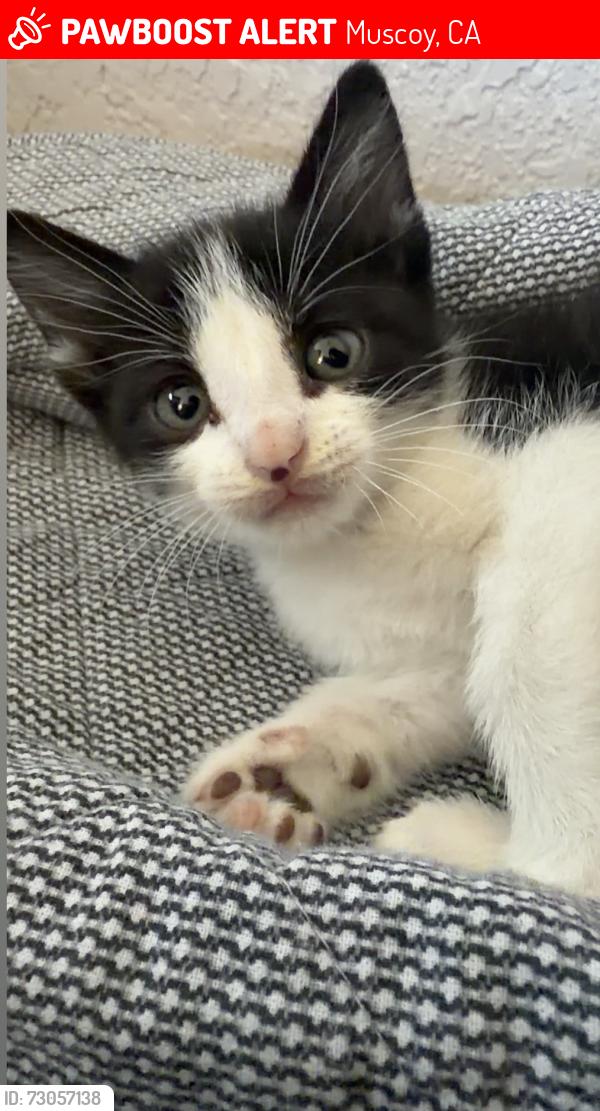 Lost Male Cat last seen Near norms, Muscoy, CA 92407
