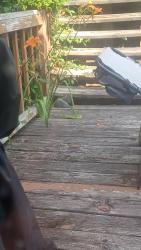 Found/Stray Female Cat last seen Fondulac Ave & mill rd, Milwaukee, WI 53225