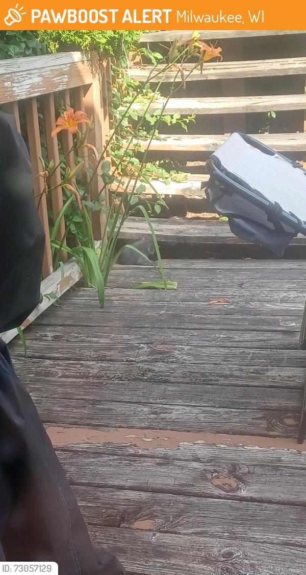 Found/Stray Female Cat last seen Fondulac Ave & mill rd, Milwaukee, WI 53225