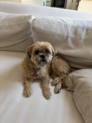 Reunited Male Dog last seen San Antonio Heights, Upland, CA 91784