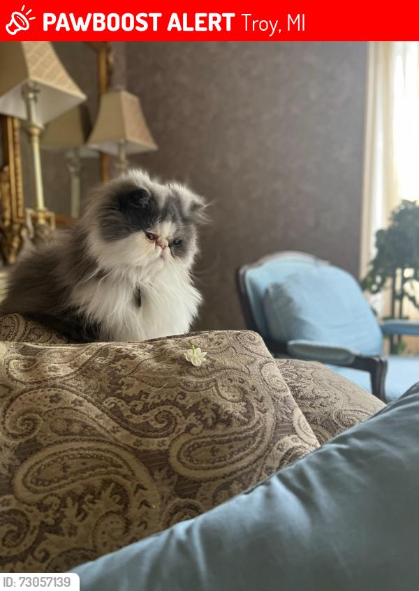 Lost Female Cat last seen Coolidge & wattles, Troy, MI 48098