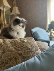 Lost Female Cat last seen Coolidge & wattles, Troy, MI 48098