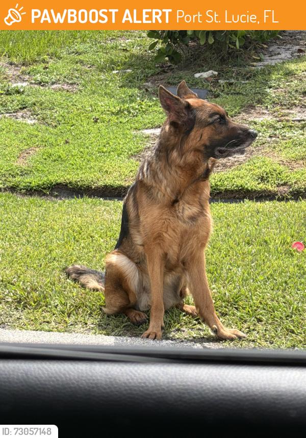 Found/Stray Unknown Dog last seen Savona and becker, Port St. Lucie, FL 34953