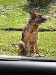 Found/Stray Unknown Dog last seen Savona and becker, Port St. Lucie, FL 34953