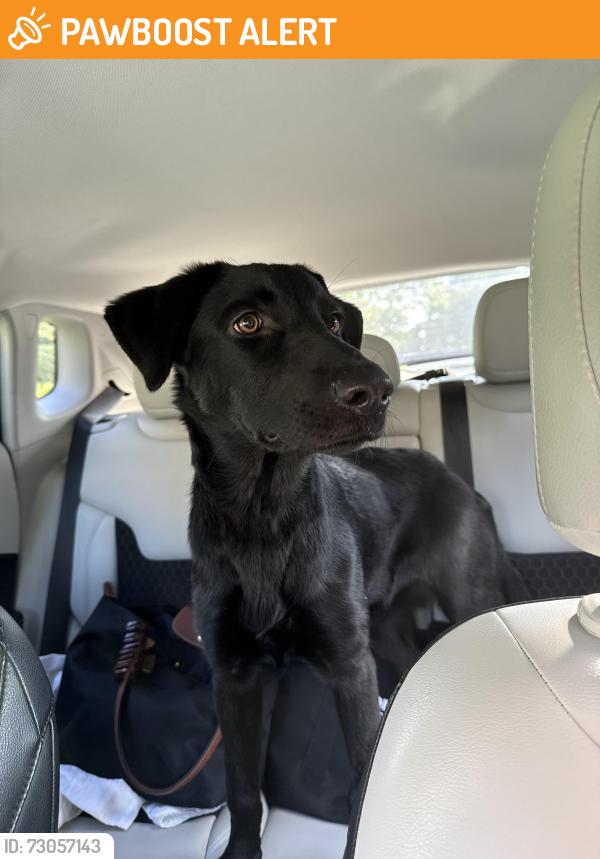 Found/Stray Female Dog last seen Landsdowne Drive, Anderson County, SC 29630