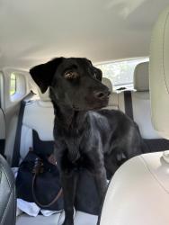 Found/Stray Female Dog last seen Landsdowne Drive, Anderson County, SC 29630