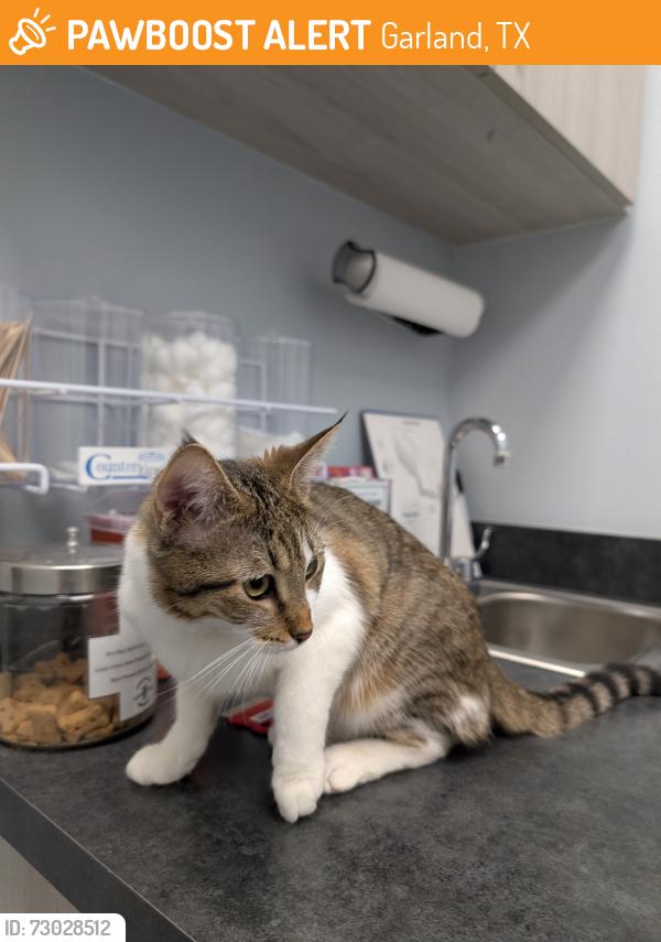 Rehomed Female Cat last seen W Buckingham Rd and Sam Houston Dr, Garland, TX 75042