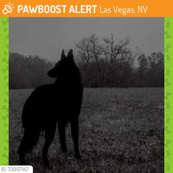 Found/Stray Unknown Dog last seen Alexander and Cliff Shadows, Las Vegas, NV 89129