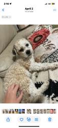 Lost Male Dog last seen  Newton&38, San Diego, CA 92113