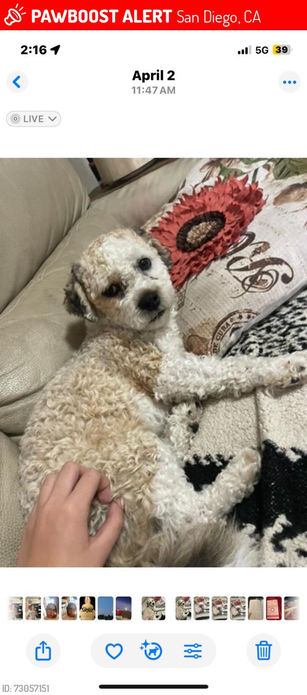 Lost Male Dog last seen  Newton&38, San Diego, CA 92113
