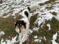 Reunited Female Dog last seen Closed Sidewalk steps, Pittsburgh, PA 15227