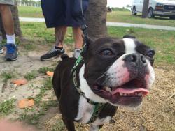 Reunited Male Dog last seen Oliver Street between Hamlin and Oakhurst, Largo, FL 33774