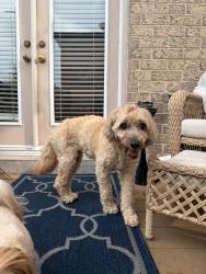 Found/Stray Male Dog last seen Horner and Kipling, Toronto, ON 