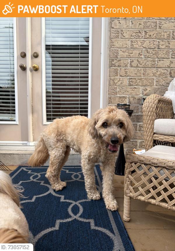 Found/Stray Male Dog last seen Horner and Kipling, Toronto, ON 