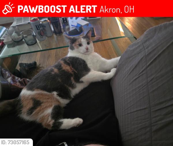 Lost Female Cat last seen S arlington and 224, Akron, OH 44306
