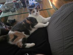 Lost Female Cat last seen S arlington and 224, Akron, OH 44306