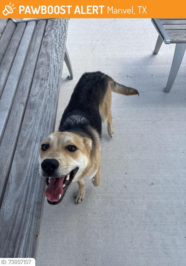 Found/Stray Male Dog last seen Pomona Parkway & Orchard Park Ln, Manvel, TX 77578