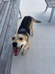 Found/Stray Male Dog last seen Pomona Parkway & Orchard Park Ln, Manvel, TX 77578