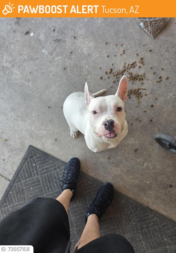 Found/Stray Female Dog last seen Santa Clara, Tucson, AZ 85706