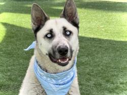 Shelter Stray Male Dog last seen , 957 N Gaffey St, San Pedro, CA 90731, USA