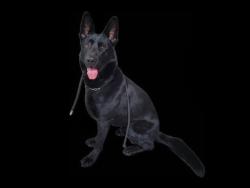 Shelter Stray Male Dog last seen , 3201 Lacy St, Los Angeles, CA 90031, USA