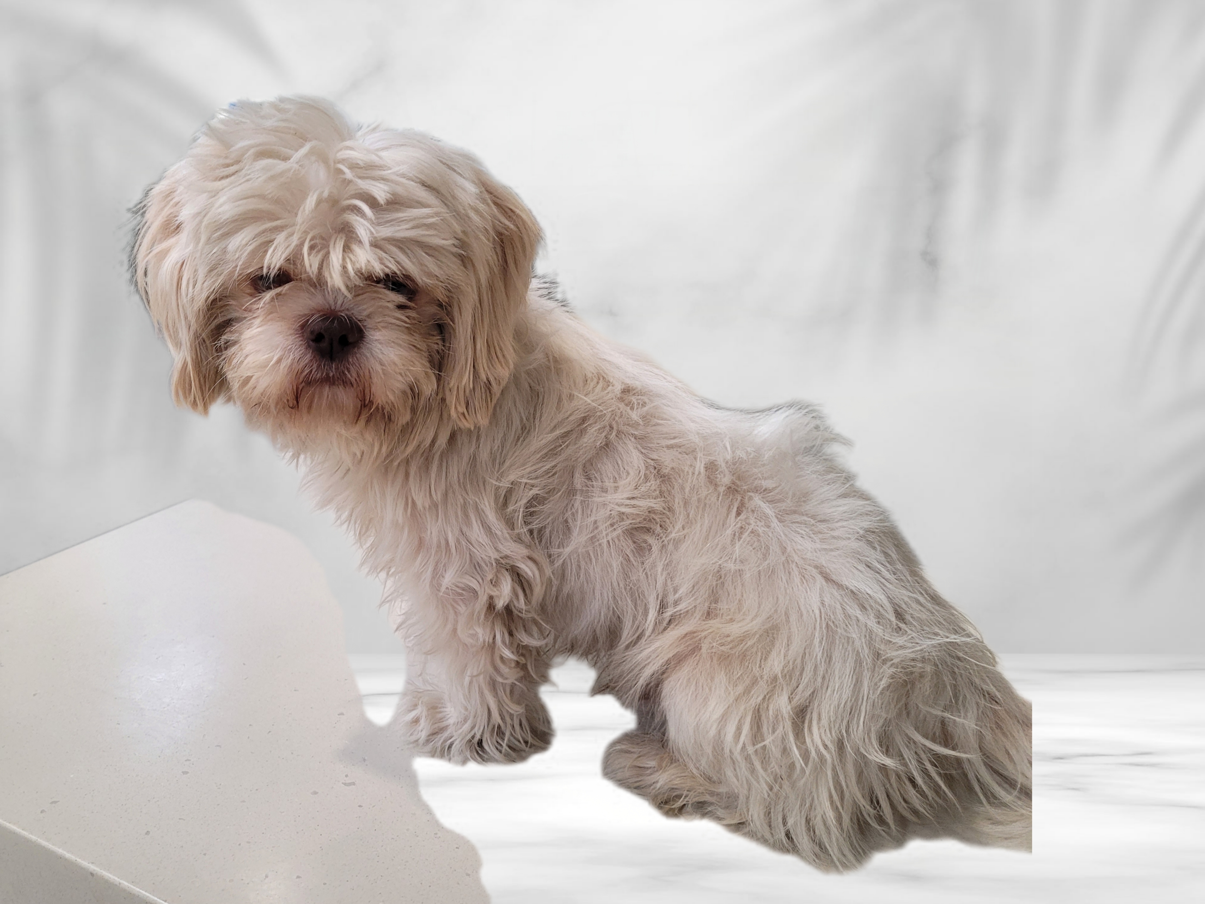 Shelter Stray Male Dog last seen , 3201 Lacy St, Los Angeles, CA 90031, USA