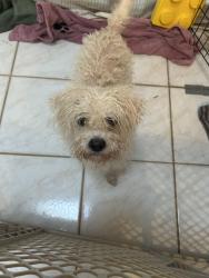 Found/Stray Female Dog last seen Backlick and Amherst, Springfield, VA 22150