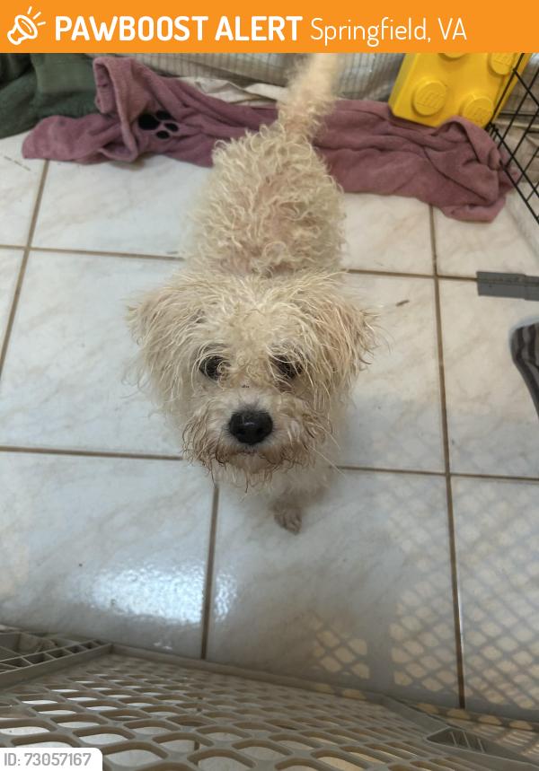 Found/Stray Female Dog last seen Backlick and Amherst, Springfield, VA 22150
