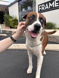 Shelter Stray Male Dog last seen , 4710 TX-151, San Antonio, TX 78227, USA