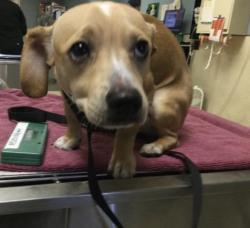 Shelter Stray Male Dog last seen TYLER ST\ VAN BUREN BLVD RIVERSIDE CA, 92505, 6851 Van Buren Boulevard, Jurupa Valley, CA 92509, USA