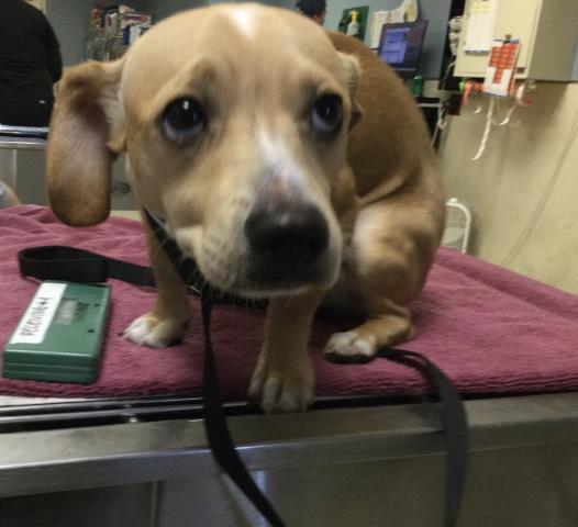 Shelter Stray Male Dog last seen TYLER ST\ VAN BUREN BLVD RIVERSIDE CA, 92505, 6851 Van Buren Boulevard, Jurupa Valley, CA 92509, USA