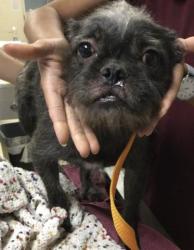 Shelter Stray Male Dog last seen XANDER ST \ CAJALCO ROAD, MEAD VALLEY, CA 92570, 6851 Van Buren Boulevard, Jurupa Valley, CA 92509, USA