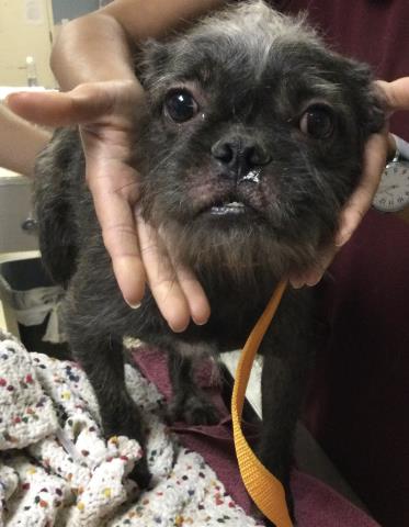 Shelter Stray Male Dog last seen XANDER ST \ CAJALCO ROAD, MEAD VALLEY, CA 92570, 6851 Van Buren Boulevard, Jurupa Valley, CA 92509, USA