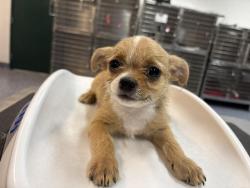 Shelter Stray Male Dog last seen AVENUE 53 COACHELLA CA 92236, Thousand Palms, CA, USA
