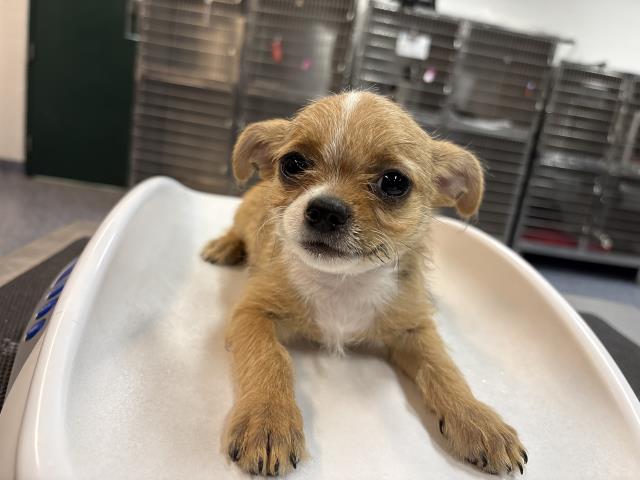 Shelter Stray Male Dog last seen AVENUE 53 COACHELLA CA 92236, Thousand Palms, CA, USA