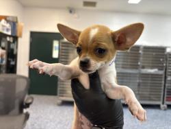 Shelter Stray Female Dog last seen AVENUE 53 COACHELLA CA 92236, Thousand Palms, CA, USA