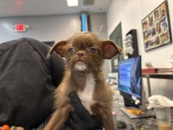 Shelter Stray Female Dog last seen AVENUE 53 COACHELLA CA 92236, Thousand Palms, CA, USA