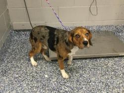 Shelter Stray Male Dog last seen BURNETTE ST INDIO CA 92201, Thousand Palms, CA, USA