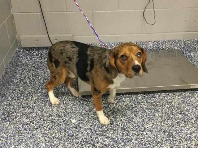Shelter Stray Male Dog last seen BURNETTE ST INDIO CA 92201, Thousand Palms, CA, USA