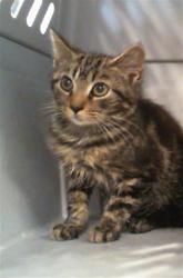 Shelter Stray Male Cat last seen CHARLOTTE, 8315 Byrum Dr, Charlotte, NC 28217, USA