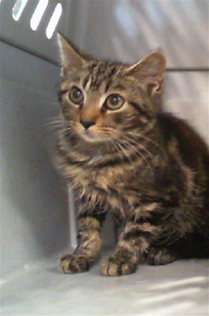 Shelter Stray Male Cat last seen CHARLOTTE, 8315 Byrum Dr, Charlotte, NC 28217, USA