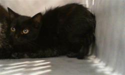 Shelter Stray Female Cat last seen CHARLOTTE, 8315 Byrum Dr, Charlotte, NC 28217, USA