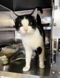 Shelter Stray Male Cat last seen , 1850 W 60th St, Los Angeles, CA 90047, USA