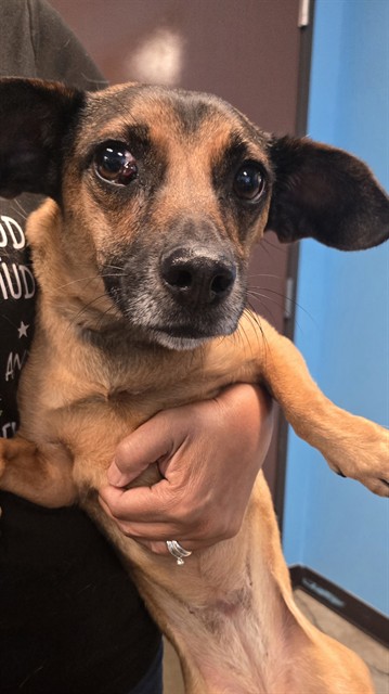 Shelter Stray Female Dog last seen OLEANDER ST BAKERSFIELD, 201 S Mt Vernon Ave, Bakersfield, CA 93307, USA