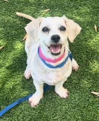 Shelter Stray Female Dog last seen , 1850 W 60th St, Los Angeles, CA 90047, USA