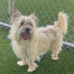 Shelter Stray Male Dog last seen , 1850 W 60th St, Los Angeles, CA 90047, USA