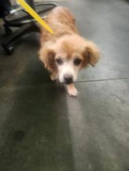 Shelter Stray Male Dog last seen , 1850 W 60th St, Los Angeles, CA 90047, USA