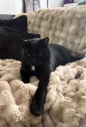Lost Male Cat last seen oceanspray , gulfstream, spinnaker & sunnybrook blvd, Englewood, FL 34224